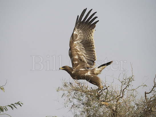 Steppe Eagle