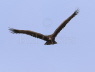 Cinereous Vulture