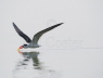 Indian Skimmer skimming