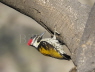 Black-rumped Flameback Woodpecker