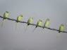 Rose-ringed Parakeet line up