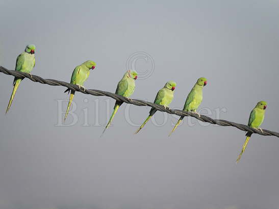 Rose-ringed Parakeet line up