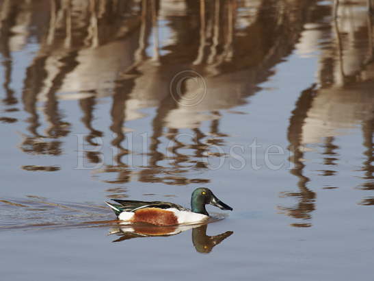 Shoveler with reflected Cranes