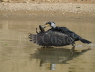 Great Cormorant with fish