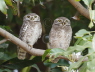 Spotted Owlet pair