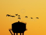 Demoiselle Cranes and watertower