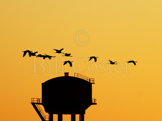 Demoiselle Cranes and watertower