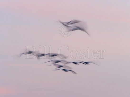 Demoiselle Cranes pre dawn