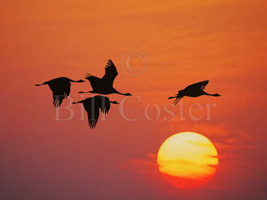 Demoiselle Cranes sunrise