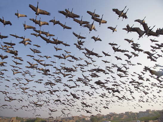 Demoiselle Cranes flock