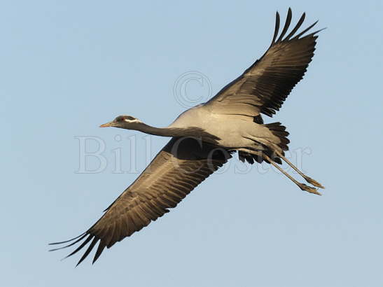 Demoiselle Crane