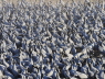 Demoiselle Cranes flock