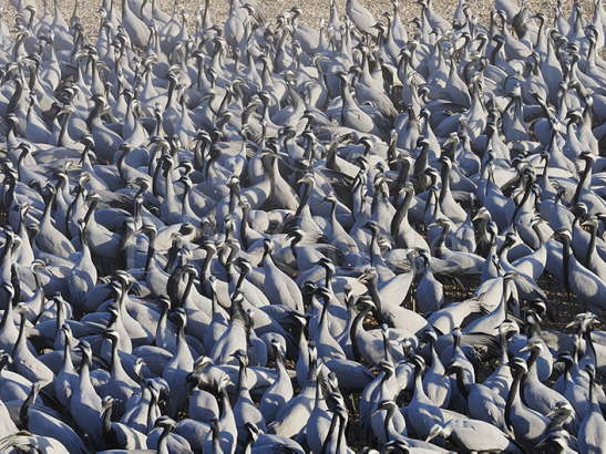 Demoiselle Cranes flock