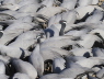 Demoiselle Cranes flock