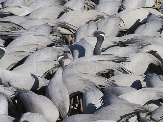 Demoiselle Cranes flock