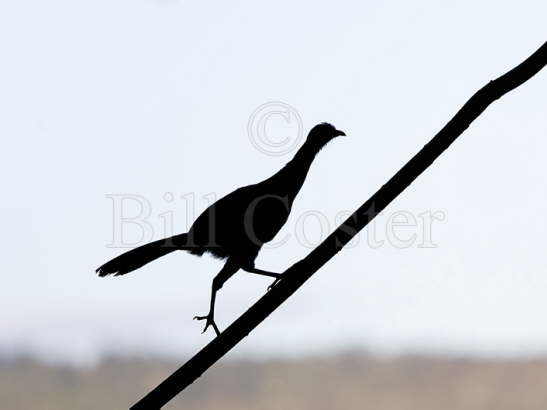 Grey-headed Chachalaca