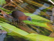 White-throated Crake