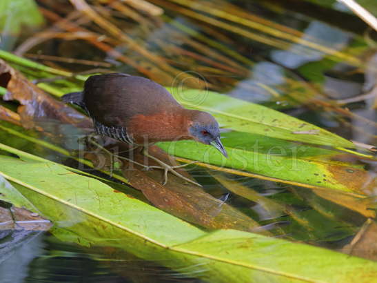 White-throated Crake