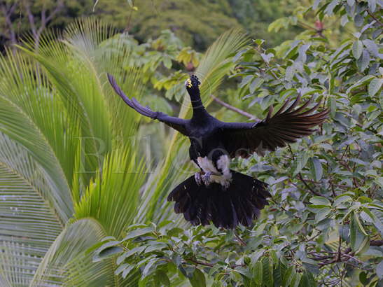 Great Currasow