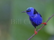 Red-legged Honeycreeper