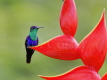 Crowned Woodnymph Hummingbird