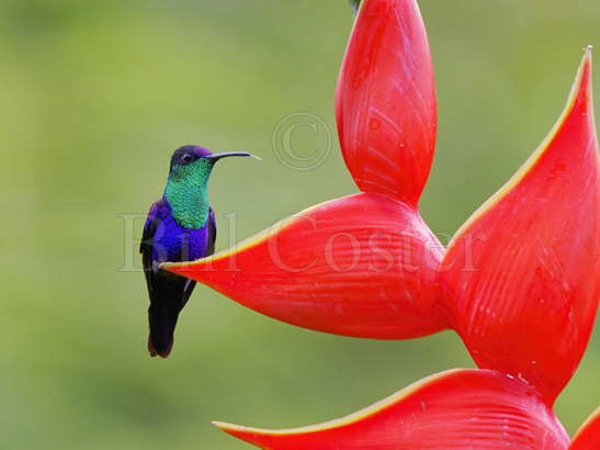 Crowned Woodnymph Hummingbird