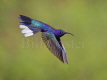 Violet Sabrewing Hummingbird