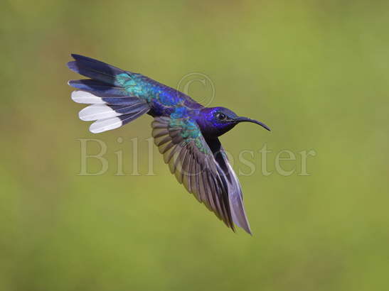 Violet Sabrewing Hummingbird