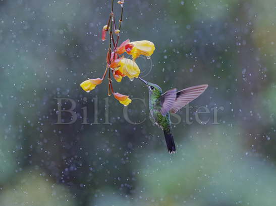 Green Crowned Brilliant in rain