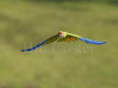 Great Green Macaw