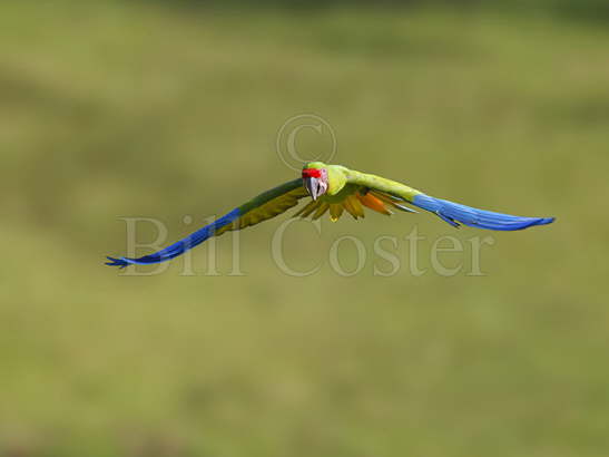 Great Green Macaw