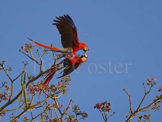 Scarlet Macaws fighting