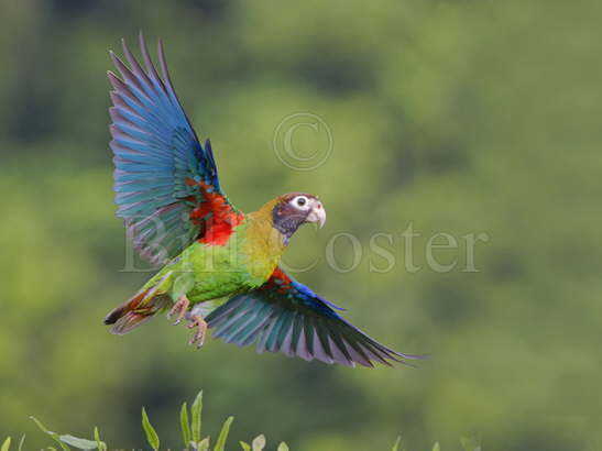 Brown-hooded Parrot