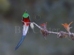 Resplendant Quetzal