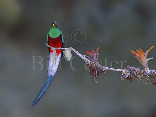 Resplendant Quetzal