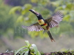 Collared Aracari