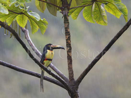 Collared Aracari