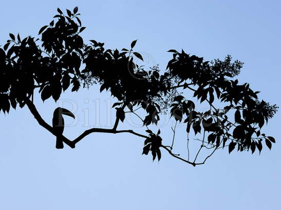 Chestnut Mandibled Toucan