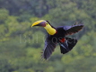 Chestnut Mandibled Toucan