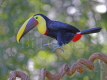 Chestnut Mandibled Toucan