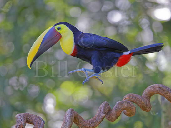 Chestnut Mandibled Toucan