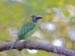 Emerald Toucanet