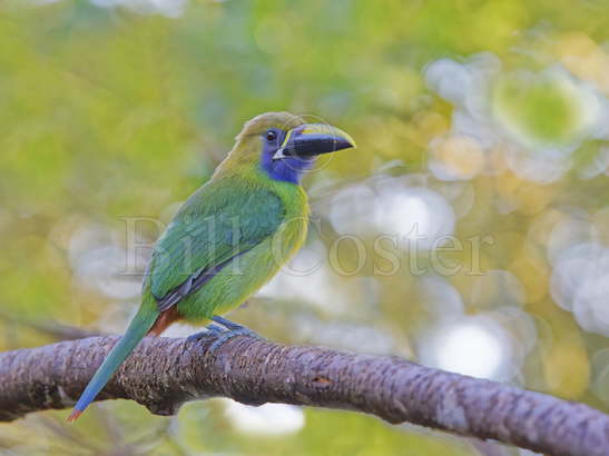 Emerald Toucanet