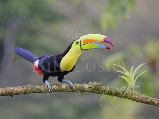 Keel-billed Toucan calling