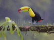 Keel-billed Toucan