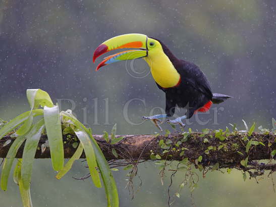 Keel-billed Toucan