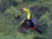 Keel-billed Toucan