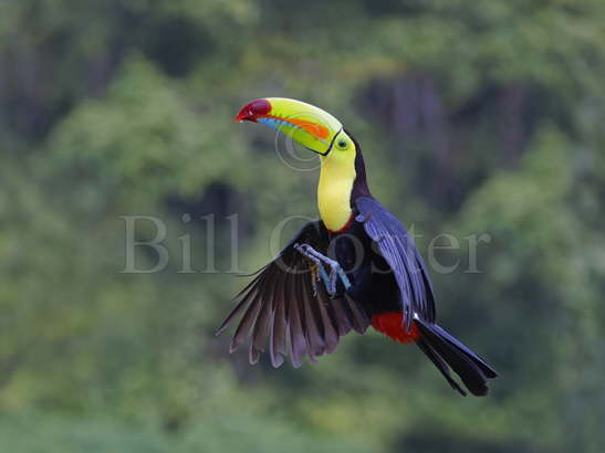 Keel-billed Toucan