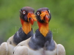 King Vulture