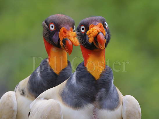 King Vulture